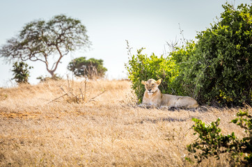 African lioness in Kenya