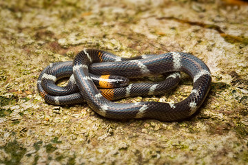 Black-headed Calico Snake, Colombia, Oxyrhopus melanogenys a small serpent from the Amazon rain forest in Colombia