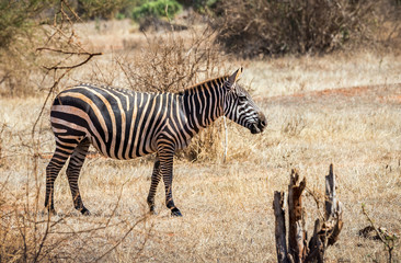Obraz premium African zebra in Kenya