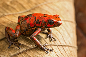 Red poison dart frog Oophaga histrionica from the tropical rain forest of Colombia. A poisonous small jungle animal.