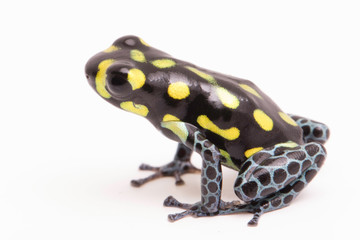 Fototapeta premium Yellow dotted poison dart or arrow frog, Ranitomeya vanzolinii. A small poisonous rain forest animal fwith warning colors. Isolated on white background..