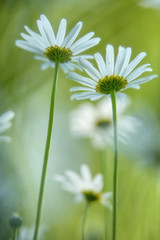 Daisy spring white wild flower, Bellis perennis. Pair of two wildflowers in a green meadow. Soft focus image.