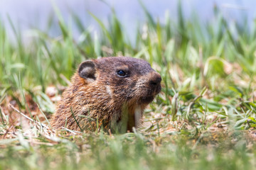 Naklejka na ściany i meble Extreme close-up of groundhog sticking its head out of its hole