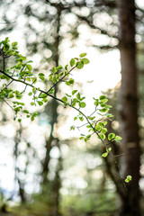 Young branches of a birch in forest