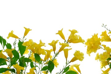 Top view a beautiful bouquet of yellow trumpetbush flower blossom in a garden with green leaves on white isolated background 
