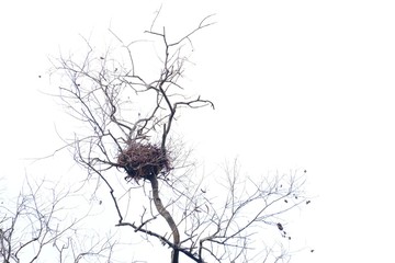 A bird nest on the top of dead tree trunk at the park with white sky background 