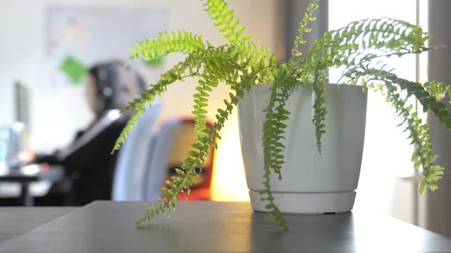 Stabile selective focus shot of a green sword fern in the foreground, office workers sitting in the blurred background  conceptual shot