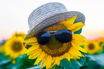 glasses and a hat on a sunflower close-up. concept be special
