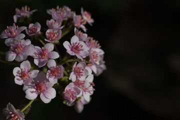 Fototapeta na wymiar Flowering Darmera peltata in early spring. Close up.