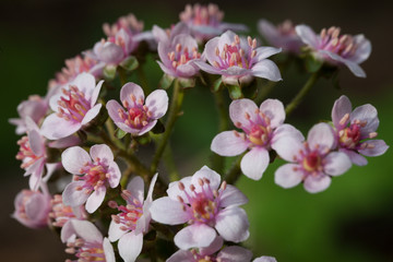 Flowering Darmera peltata in early spring. Close up.