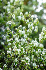 Young branches of a birch in forest