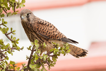 cernícalo común, primilla, Falco tinnunculus, posado en una rama