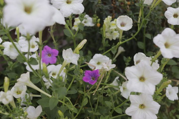 flowers in the garden
