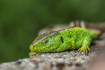 Sleeping lizard