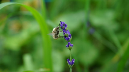 bee fly on young lavender