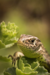Lizard looks into the camera