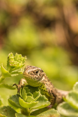 Lizard enjoys the sun