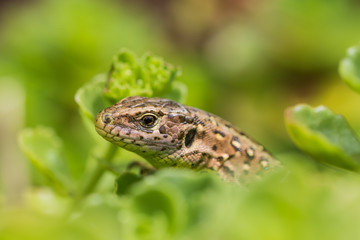 Lizard