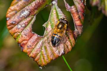 Hoverfly on bramble leaf
