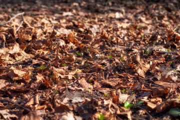 Fallen dry  leaves are lying on the ground. Autumn background