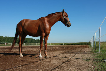 Fototapeta premium Beautiful brown horse in a paddock in a field on a sunny summer day