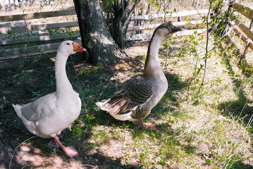 Gray and white goose are walking in the woods. The bright sun shines in the forest. Agriculture. Poultry birds. Rural tourism. Holiday in the countryside