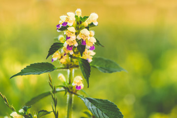Summer yellow flowers Antirrhinum on the meadow. Wildflower meadow, flower meadow, wildflowers