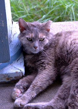 LUCY THE CAT 1
