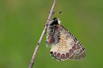 false Apollo butterfly ; Archon apollinus