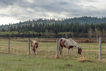 Obraz premium Horses on the Stoney Indian Reserve at Morley