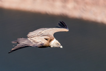 vulture