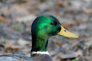 Mallard Duck, Male