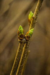 Spring buds on a branch. Spring buds on the branch beginning of the season.