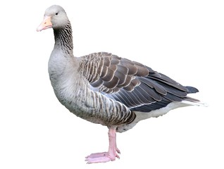 Gans freigestellt weißer Hintergrund 