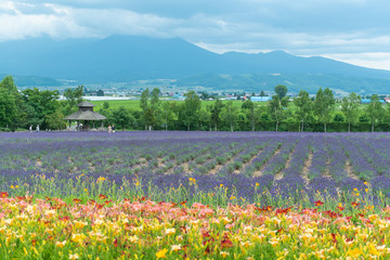 lavender field in Hokkaido