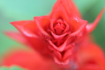 Red flower