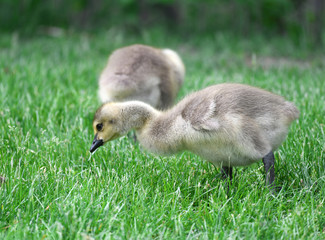   Canada goose goslings eating on the green meadow