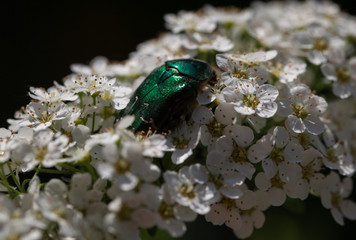 Cetonia aurata on blooming spirea. It's spring. Close up.