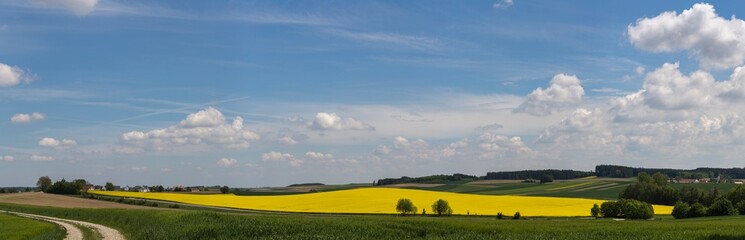 landscape, rape fields, rape seed