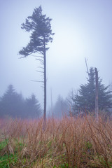 Forest in the fog. Smoky Mountains. USA. North Carolina. National Park