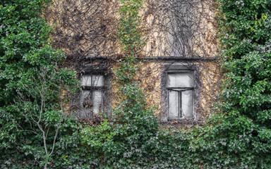 Fototapeta na wymiar Two old box windows and a overgrown facade