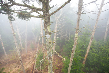 Forest in the fog. Smoky Mountains. USA. North Carolina. National Park