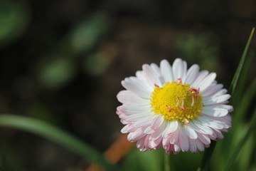 white flower in the garden