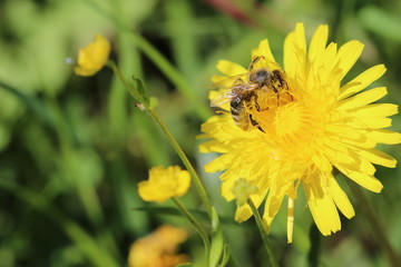 bee on yellow flower