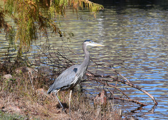 Blue Heron at the edge of a pond. Pond is selectively out of focus and in the background.