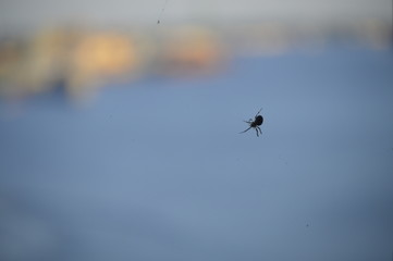 Spider hanging on its web with a bokeh view over a river