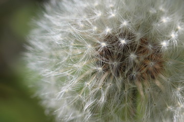 Fototapeta premium dandelion on a green background