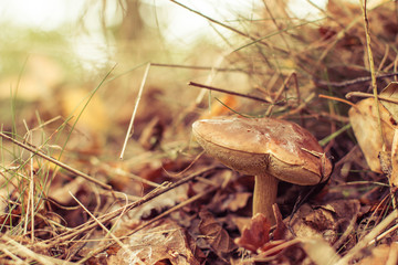mushroom in the forest