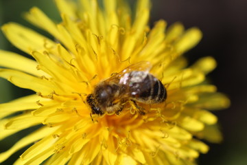 bee on a flower