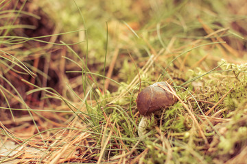 mushroom in the forest